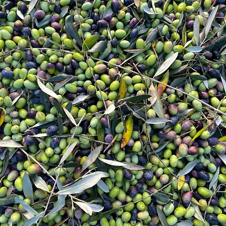 Podere Il Casone