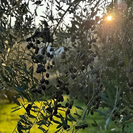 Podere Il Casone Serravalle Pistoiese